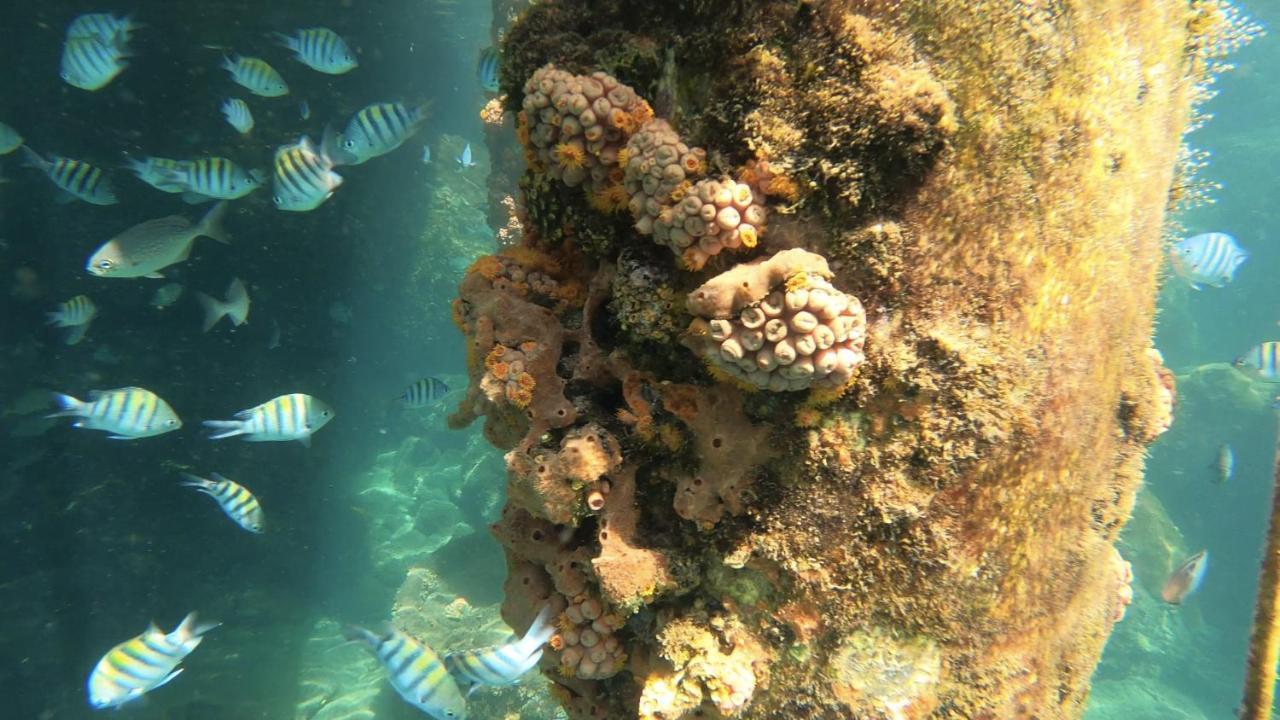 Pousada Conves - Ilha Grande Прая-ді-Арасатіба Екстер'єр фото